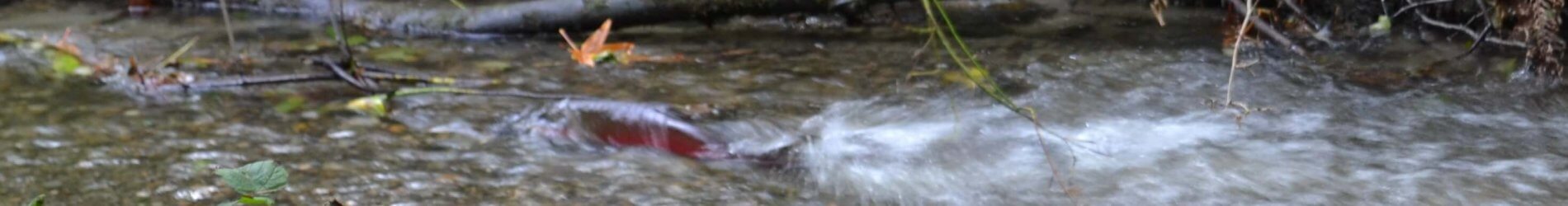The Salmon have returned to Piper’s Creek